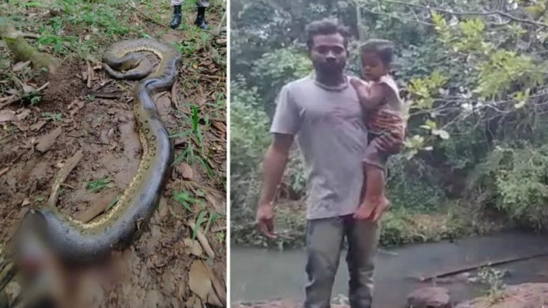 Homem enfrenta cobr4 gigant3 para salvar filho, vídeo chocou a tod… Ver mais