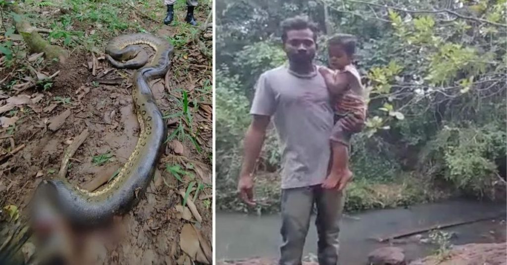 Homem enfrenta cobr4 gigant3 para salvar filho, vídeo chocou a tod… Ver mais